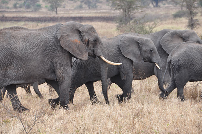 elephant-family-tarangire